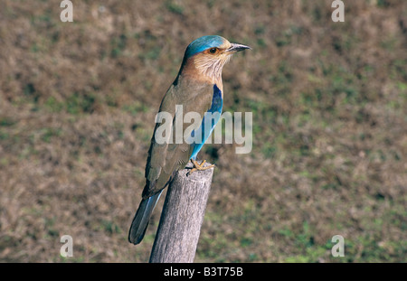 Rullo indiano, Coracias benghalensis o Blue Jay bird in piedi a secco su un gambo di un albero, Parco Nazionale di Kanha. Foto Stock