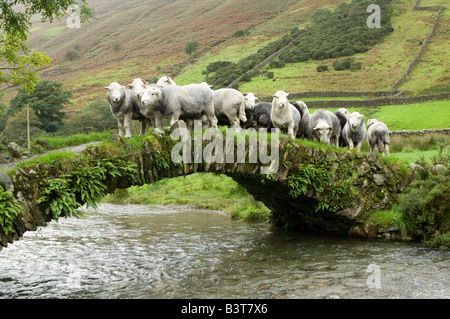 Pastore portando herdwick pecore oltre il vecchio pack horse bridge Wasdale Lake District inglese Foto Stock