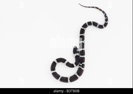 Lycodon septentrionalis. I capretti White-Banded Wolf Snake su sfondo bianco Foto Stock