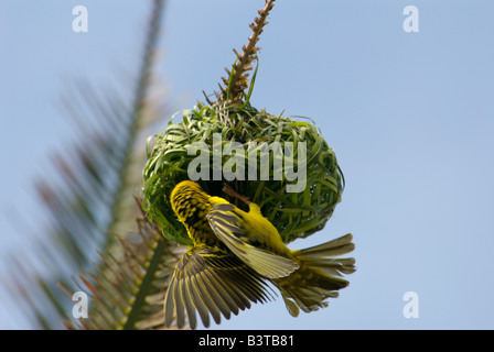 Africa, Sud Africa, KwaZulu Natal, Durban, Umhlanga Rocks, tessitore facendo bird nest (RF) Foto Stock