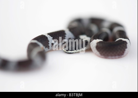 Lycodon septentrionalis. I capretti White-Banded Wolf Snake su sfondo bianco Foto Stock