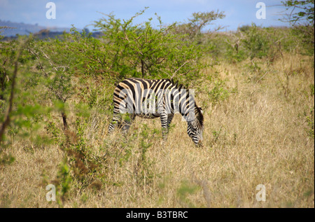 Africa, Sud Africa, KwaZulu Natal Hluhluwe, zebra in Zulu Nyala Game Reserve (RF) Foto Stock