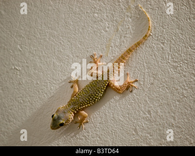 Moresco (gecko Tarentola mauritanica Linneus 1758), noto anche come Salamanquesa o coccodrillo geco Foto Stock