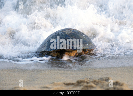 Asia, Giappone, Kagoshima, Yakushima, Nagata, tartaruga caretta Tornando al mare dopo la deposizione delle uova (Caretta caretta) Foto Stock