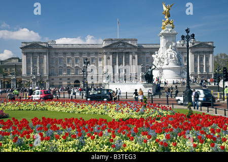 Inghilterra, Londra, Buckingham Palace è il funzionario residenza londinese del monarca britannico. Il palazzo, originariamente noto come Buckingham House (e ancora soprannominato 'Buck House' dalla famiglia reale), è stata una grande casa cittadina costruita per il duca di Buckingham in 1703 ed è entrato in possesso della famiglia reale quando acquistata dal re George III nel 1762 come residenza privata. Foto Stock