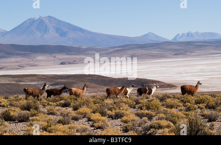 Salar de Uyuni saline, Bolivia, Sud America con lama e alpaca Foto Stock