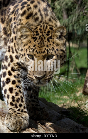 Leopardo dell'Amur Foto Stock