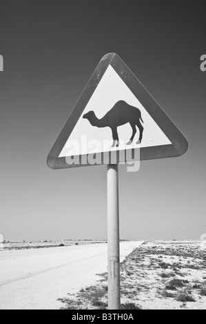 Il Qatar, Al Zubarah. Attraversamento del cammello Sign-Road a Al-Zubarah NW Qatar Foto Stock