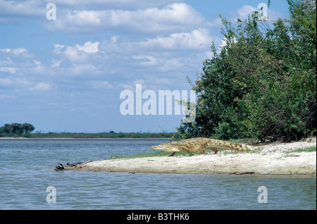 Tanzania, Riserva Selous. Un enorme coccodrillo del Nilo teste per acqua nel Lago Tagalala, che è alimentata dalle acque alluvionali di Foto Stock