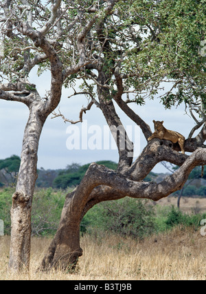 Tanzania, Regione di Arusha, una leonessa sondaggi dei suoi dintorni da un confortevole pesce persico in un albero nel Parco Nazionale di Tarangire e. Foto Stock
