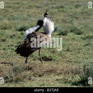 Tanzania, Ngorongoro Conservation Area, Ndutu. Un maschio Kori bustard visualizza al suo compagno. In tal modo esso si gonfia la gola ruff e petto lo abbassa le ali e solleva la sua coda per rivelare una massa di soft bianca undertail-converte. Foto Stock