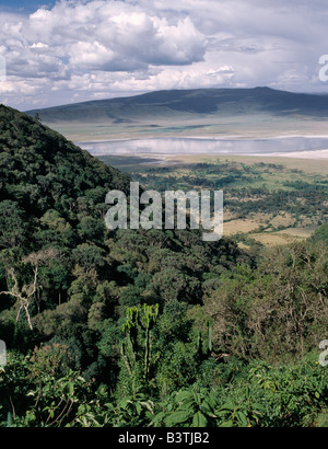 Tanzania Tanzania settentrionale, il famoso Cratere di Ngorongoro è stato dichiarato sito Patrimonio Mondiale nel 1978. I suoi 102 km quadrati di pavimento del cratere è spettacolare per la fauna selvatica. Il cratere è in realtà una "caldera' - la più grande ininterrotto, unflooded caldera nel mondo - che è stata formata di due milioni e mezzo di anni fa quando una grande esplosione ha distrutto le pareti di un vulcano in piedi circa 15.000 piedi di alta. . Foto Stock