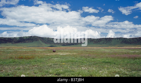 Tanzania Tanzania settentrionale, a lone il rinoceronte nero è limitata dai suoi dintorni nel mondo famoso Cratere di Ngorongoro. Il cratere del 102-piazza-mile piano è spettacolare per la fauna selvatica. Questa funzione è in realtà una "caldera' - la più grande ininterrotto, unflooded caldera nel mondo - che è stata formata di due milioni e mezzo di anni fa quando una grande esplosione ha distrutto le pareti di un vulcano in piedi circa 15.000 piedi di alta. Ngorongoro è stato dichiarato sito Patrimonio Mondiale nel 1978. Foto Stock