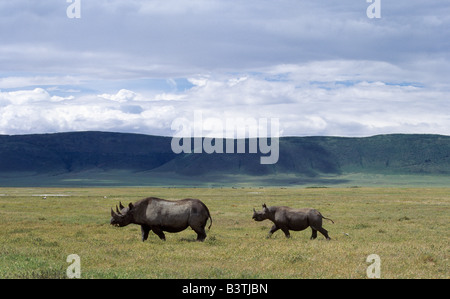 Tanzania Tanzania settentrionale, un rinoceronte nero madre e figli sono sopraffatte dal loro ambiente nel mondo famoso Cratere di Ngorongoro. Il cratere del 102-piazza-mile piano è spettacolare per la fauna selvatica. Questa funzione è in realtà una "caldera' - la più grande ininterrotto, unflooded caldera nel mondo - che è stata formata di due milioni e mezzo di anni fa quando una grande esplosione ha distrutto le pareti di un vulcano in piedi circa 15.000 piedi di alta. Ngorongoro è stato dichiarato sito Patrimonio Mondiale nel 1978. Foto Stock