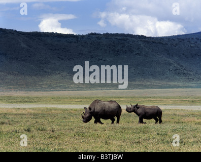 Tanzania Tanzania settentrionale, un rinoceronte nero madre e figli sono sopraffatte dal loro ambiente nel mondo famoso Cratere di Ngorongoro. Il cratere del 102-piazza-mile piano è spettacolare per la fauna selvatica. Questa funzione è in realtà una "caldera' - la più grande ininterrotto, unflooded caldera nel mondo - che è stata formata di due milioni e mezzo di anni fa quando una grande esplosione ha distrutto le pareti di un vulcano in piedi circa 15.000 piedi di alta. Ngorongoro è stato dichiarato sito Patrimonio Mondiale nel 1978. Foto Stock