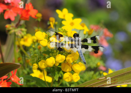 Otto Spotted Skimmer Dragonfly Libellula forensis in appoggio sui fiori Isola di Vancouver in Canada Foto Stock