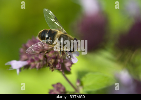 Drone Fly Eristalis tenax appoggiata sul fiore di maggiorana Oxfordshire UK Foto Stock