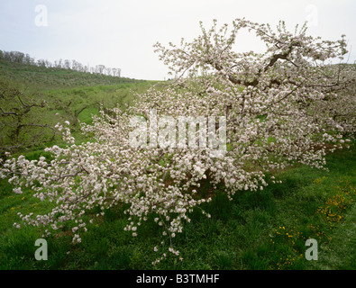 APPLE TREE IN SPRING BLOOM, PETERS ORCHARDS; THERE ARE 20,000+ ACRES OF FRUIT ORCHARDS IN ADAMS COUNTY, PENNSYLVANIA, USA Foto Stock