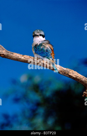 Australia, Territorio del Nord, Alice Springs. Il Parco del Deserto Alice Springs. Wild Red-backed Kingfisher (Todiramphus pyrrhopygia) Foto Stock