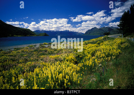 Oceania, Nuova Zelanda, Sud Isola, Wanaka. Lupini colorato vicino al lago Hawea. Foto Stock