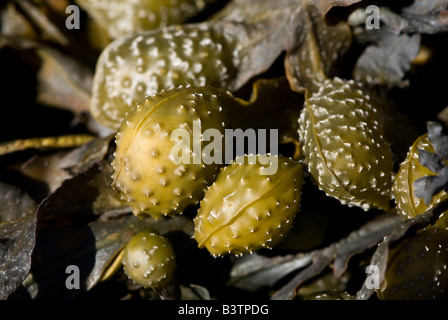 Wrack della vescica (Fucus vesiculosus) Foto Stock