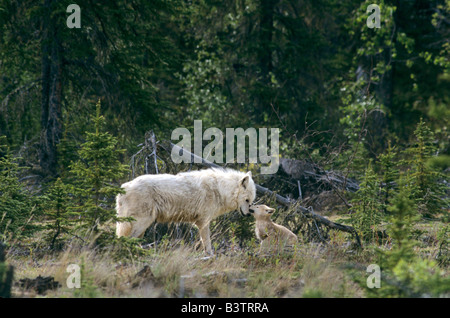 Canada, Northwest Territories, Grande Lago di slave. Wild lupo grigio maschio alfa e pup nella taiga forest. Foto Stock