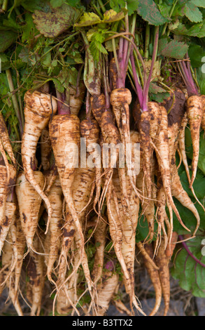 Pastinaca organico in vendita presso la Soil Association Organic Food Festival Bristol Harbourside England Regno Unito Foto Stock