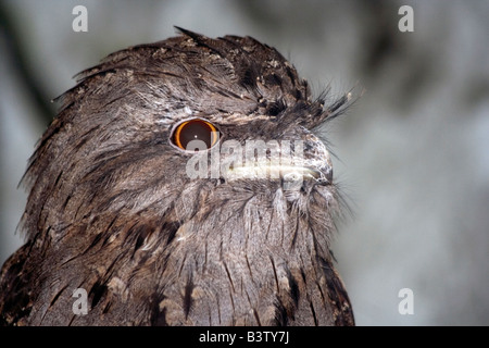 Il fulvo, Frogmouth Podargus strigoides. Brookfield Zoo Foto Stock