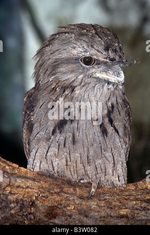 Il fulvo, Frogmouth Podargus strigoides. Brookfield Zoo Foto Stock