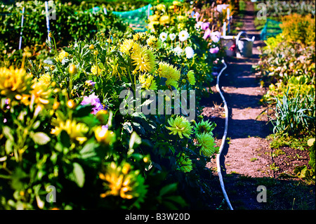 Giallo dalie in cucina giardino isola di Ouessant Bretagna Francia Foto Stock