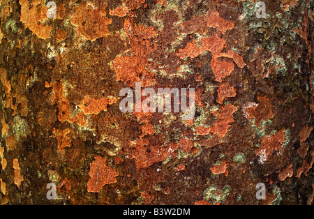 Corteccia di albero vicino, Australia Foto Stock