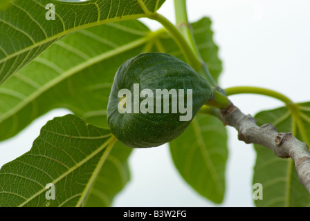 Fig Foto Stock