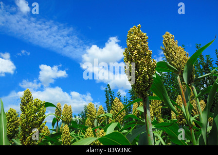 Il verde del sorgo con cielo blu sullo sfondo Foto Stock