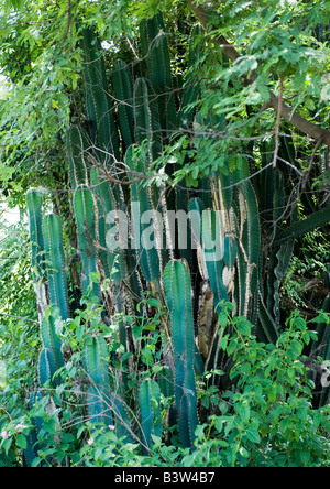 Cactus crescente con altri alberi, arbusti e piante aromatiche sui bordi di una fattoria anche per mantenere gli intrusi e gli altri animali di distanza. Foto Stock