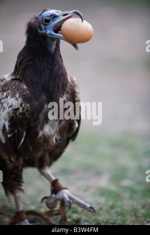 Avvoltoio egiziano con uovo (Neophron percnopterus) Foto Stock