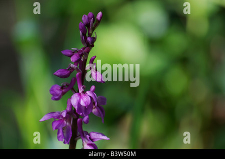 La western marsh orchidea Dactylorhiza majalis - ampia lasciava marsh orchid - ventilatore orchid - Comune di marsh orchid visto a Roesnaes DK Foto Stock