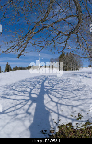 Un grande albero a foglie decidue getta un'ombra su una coperta di neve campo. Una turbina eolica è in background. Foto Stock