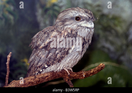 Il fulvo, Frogmouth Podargus strigoides. Brookfield Zoo Foto Stock