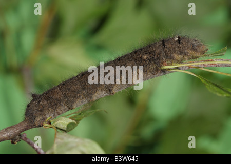 Falda Larva - Gastropacha quercifolia Foto Stock