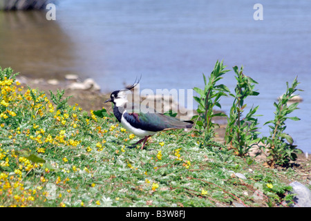 Pavoncella Vanellus vanellus su una banca erbosa accanto al lago, RSPB Conwy riserva naturale Foto Stock