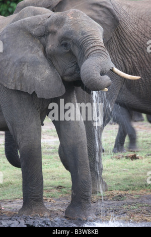 Giovane elefante bere da waterhole in Chobe National Park Botswana