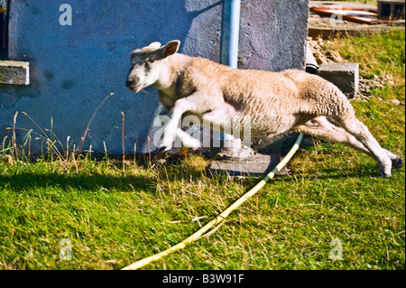 Agnello saltando il tubo flessibile isola di Ouessant Bretagna Francia Foto Stock