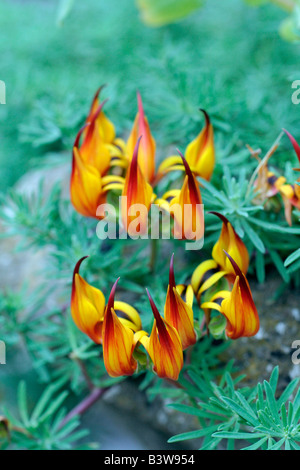 LOTUS BERTHELOTII PAPPAGALLI BECCO Foto Stock