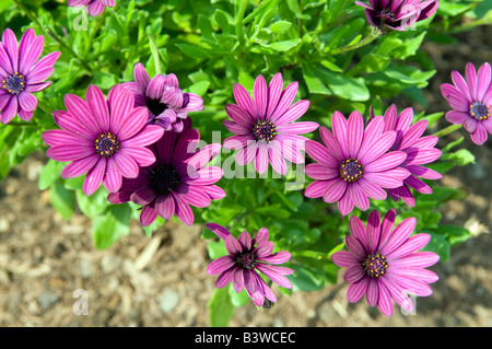 Osteospermum Compositae/Asteraceae 'Sunny Mary' Foto Stock