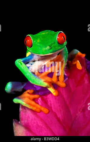 Close-up di captive red-eyed raganella su bromeliad fiore. Foto Stock