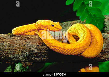 Close-up di captive viper di ciglia sul lembo di albero. Foto Stock