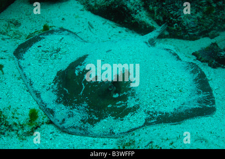 Diamond Stingray (Dasyatis brevis) nel surf off farina Beach, Punta cormorano, isola Floreana. Isole Galapagos Ecuador. Foto Stock