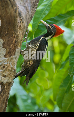 Messico, Tamaulipas, membro. Picchio Lineated arroccato su albero morto. Foto Stock