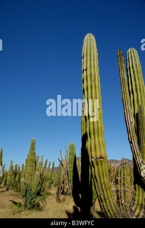 Messico, Sonora, San Carlos. Saguaro & organo a canne cactus. Foto Stock