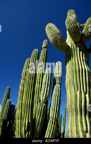 Messico, Sonora, San Carlos. Saguaro & organo a canne cactus. Foto Stock